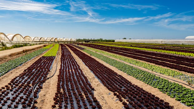 AI in Farming: Boosting Sustainability & Efficiency in Agriculture