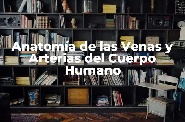 El Papel de las Arterias en el Sistema Respiratorio 3 Anatom铆a de las Venas y Arterias del Cuerpo Humano