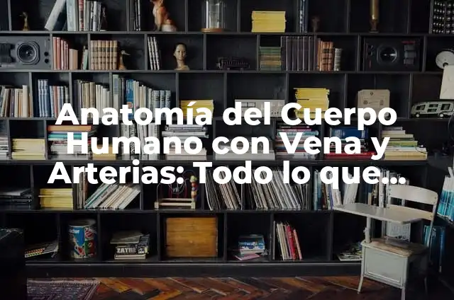 Anatomía de las Venas y Arterias del Cuerpo Humano 4 Anatomía del Cuerpo Humano con Vena y Arterias: Todo lo que Necesitas Saber