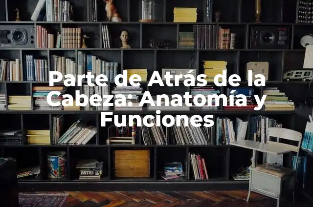 Partes de atrás de la rodilla: Anatomía y función 7 Parte de Atrás de la Cabeza: Anatomía y Funciones