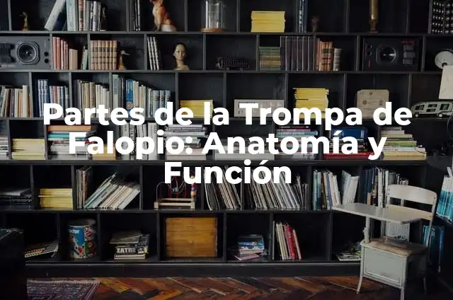 Partes de atrás de la rodilla: Anatomía y función 6 Partes de la Trompa de Falopio: Anatomía y Función