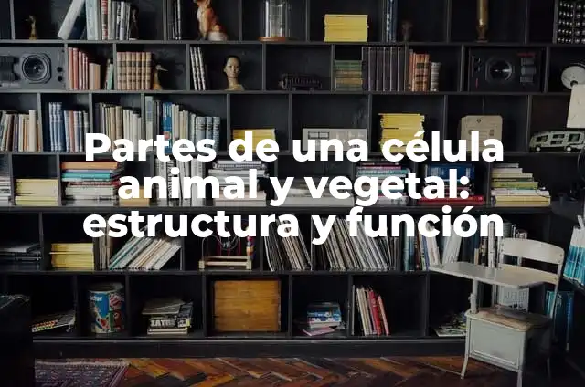 Diferencia entre Célula Vegetal y Célula Animal: Entendiendo las Distinciones Fundamentales 8 Partes de una célula animal y vegetal: estructura y función