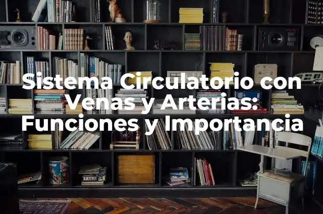 Anatomía de las Venas y Arterias del Cuerpo Humano 3 Sistema Circulatorio con Venas y Arterias: Funciones y Importancia