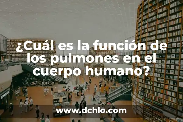 ¿Qué pasa si tienes la tensión baja? Causas, síntomas y tratamientos 8 ¿Cuál es la función de los pulmones en el cuerpo humano?