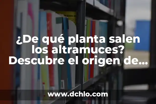 Como hacer leche de frutos secos 4 ¿De qué planta salen los altramuces? Descubre el origen de estos deliciosos frutos secos