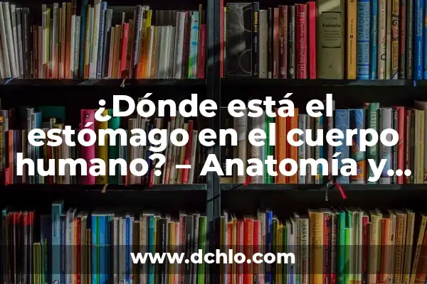 Musculos de la Pierna y Cadera: Anatomía y Funciones 7 ¿Dónde está el estómago en el cuerpo humano? – Anatomía y funcionamiento