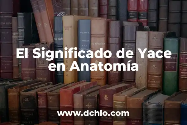 Partes de atrás de la rodilla: Anatomía y función 7 El Significado de Yace en Anatomía