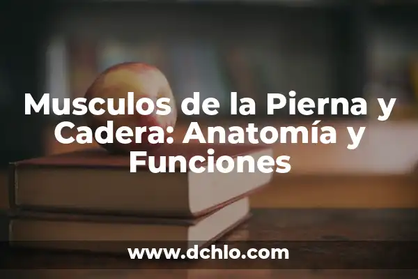 ¿En qué parte del cuerpo están los riñones? - Anatomía y Funciones 6 Musculos de la Pierna y Cadera: Anatomía y Funciones