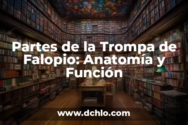 Partes de atrás de la rodilla: Anatomía y función 4 Partes de la Trompa de Falopio: Anatomía y Función