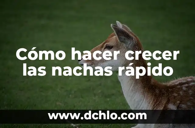 Cómo hacer crecer las cejas rápidamente remedios caseros 7 Cómo hacer crecer las nachas rápido