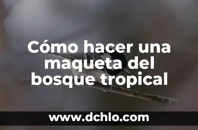El Sonero: Un Ícono de la Música Tropical 4 Cómo hacer una maqueta del bosque tropical