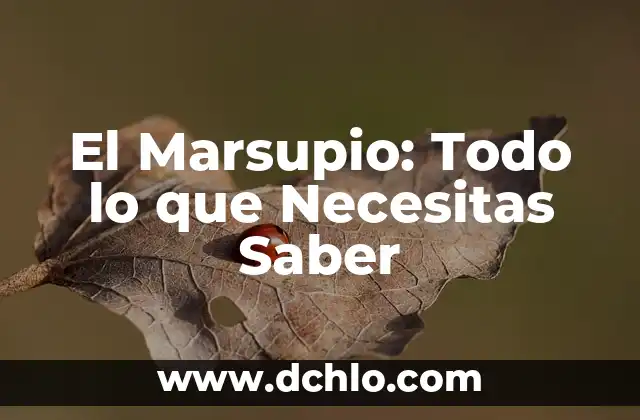 El significado de Adviento: Todo lo que debes conocer 6 El Marsupio: Todo lo que Necesitas Saber