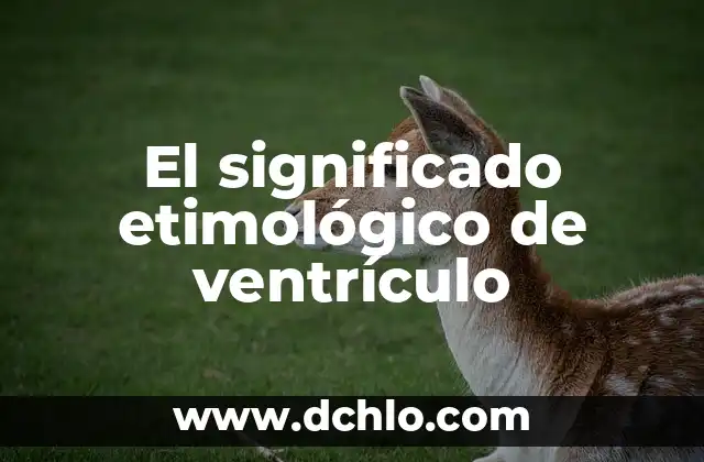 El Significado del Ventrículo Izquierdo 3 El significado etimológico de ventrículo