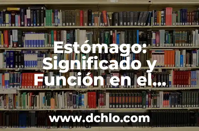 El Significado de Mora 3 Estómago: Significado y Función en el Cuerpo Humano