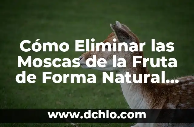 Cómo Eliminar las Moscas de la Fruta de Forma Natural y Efectiva