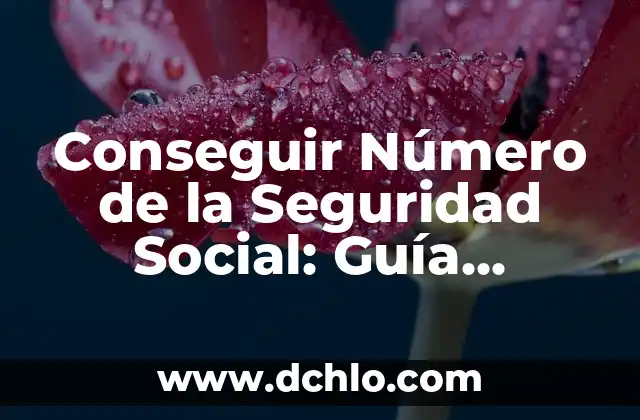 Conseguir Número de la Seguridad Social: Guía Completa y Actualizada