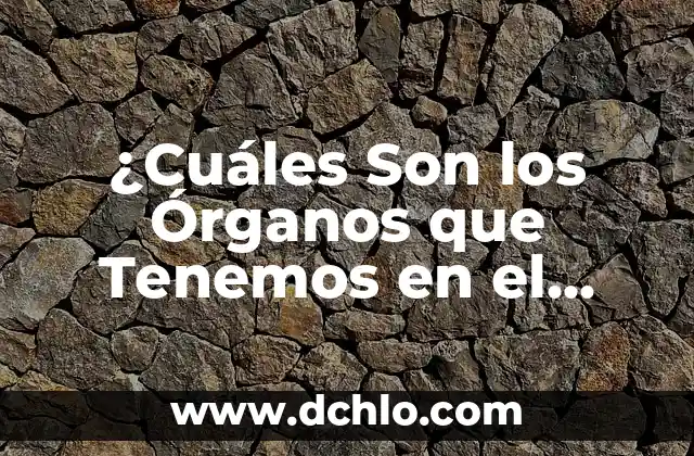 ¿Cuáles Son los Órganos que Tenemos en el Lado Derecho del Cuerpo?