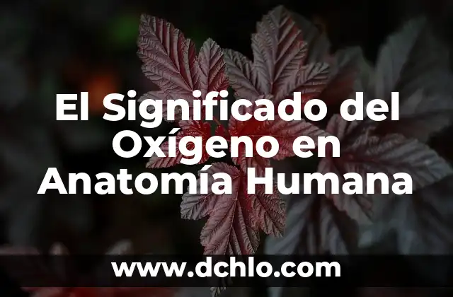 El Significado del Oxígeno en Anatomía Humana