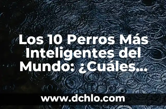 Los 10 Perros Más Inteligentes del Mundo: ¿Cuáles Son los Más Listos?
