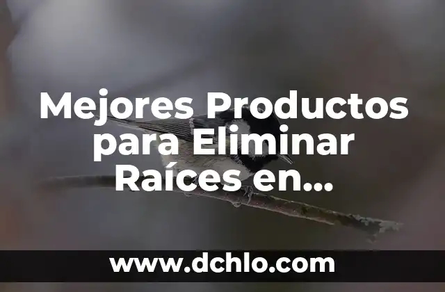 Mejores Productos para Eliminar Raíces en Tuberías: Guía Completa