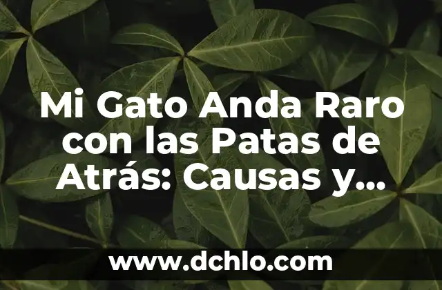 Mi Gato Anda Raro con las Patas de Atrás: Causas y Soluciones