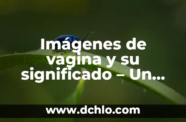 Significado del Nombre de Stephania 5 Imágenes de vagina y su significado – Un enfoque integral