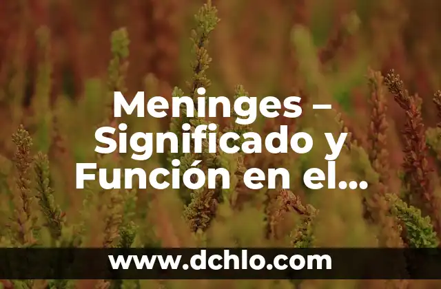 Monoblock de un Motor: El Corazón del Sistema de Propulsión 8 Meninges – Significado y Función en el Sistema Nervioso
