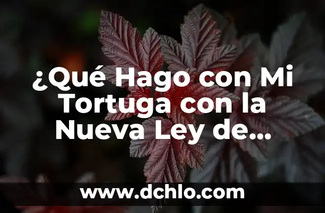 ¿Qué Hago con Mi Tortuga con la Nueva Ley de Protección de Animales?