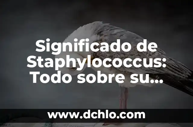 El Significado de Startup: Todo lo que Necesitas Saber 6 Significado de Staphylococcus: Todo sobre su definición y características