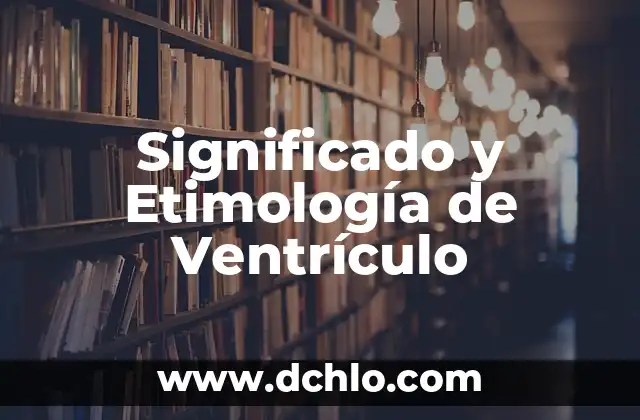El Significado del Ventrículo Izquierdo 5 Significado y Etimología de Ventrículo